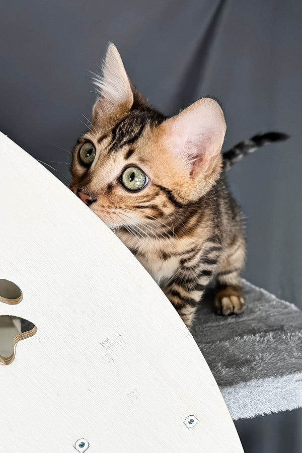 Telon | Bengal Kitten