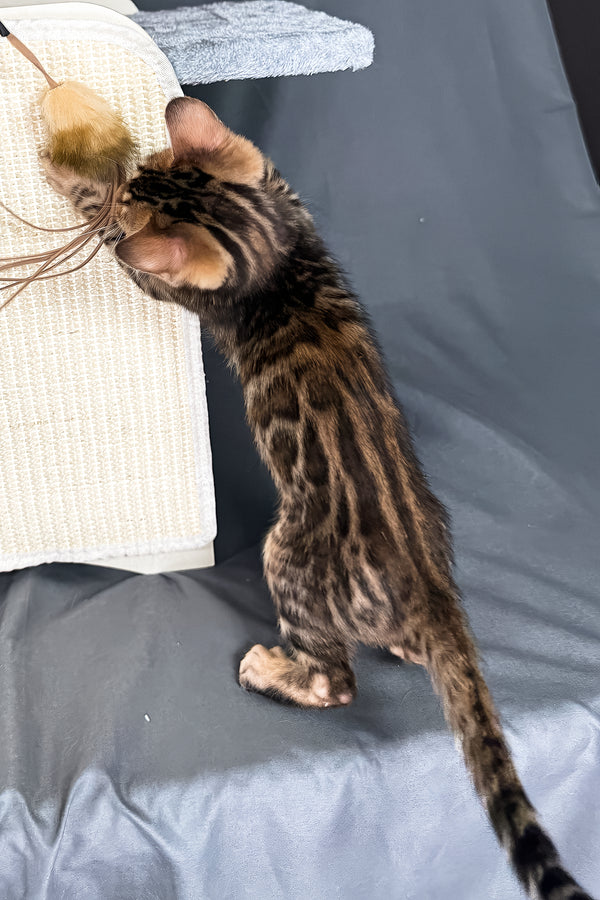Telon | Bengal Kitten