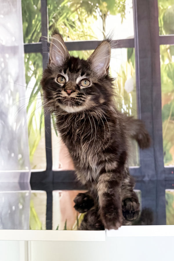 Tenebris | Maine Coon Kitten
