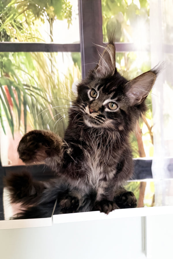Tenebris | Maine Coon Kitten