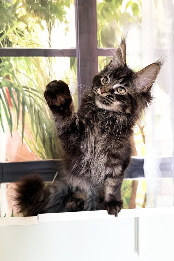 Tenebris | Maine Coon Kitten
