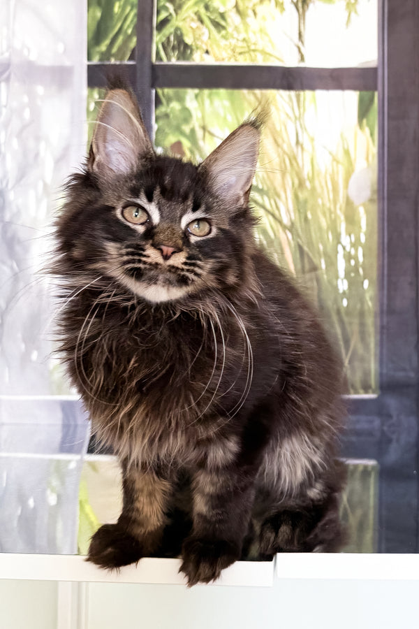 Tenebris | Maine Coon Kitten