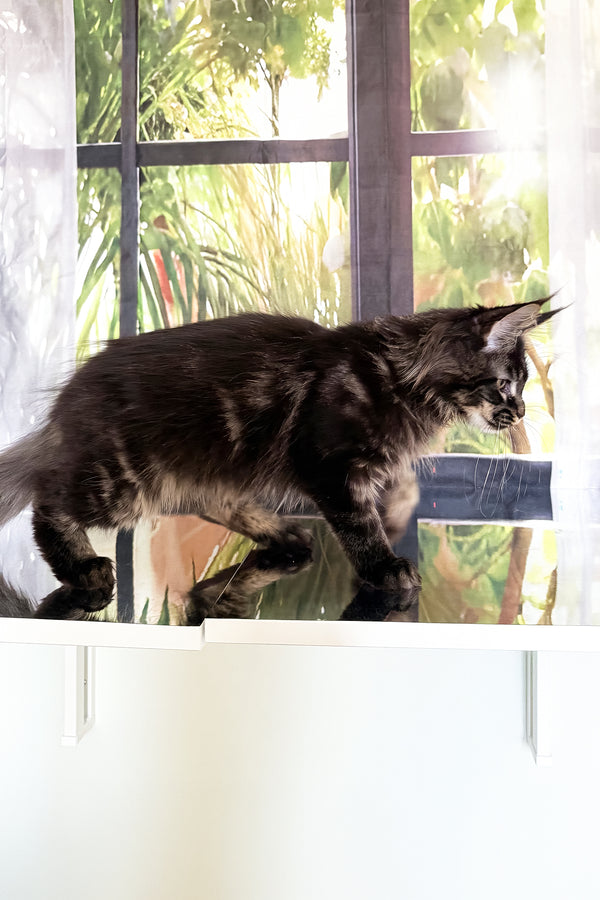 Tenebris | Maine Coon Kitten