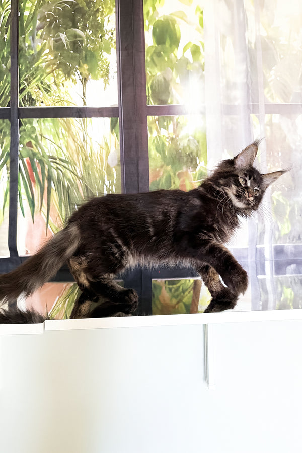 Tenebris | Maine Coon Kitten