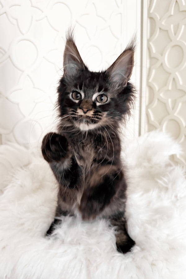 Tenebris | Maine Coon Kitten