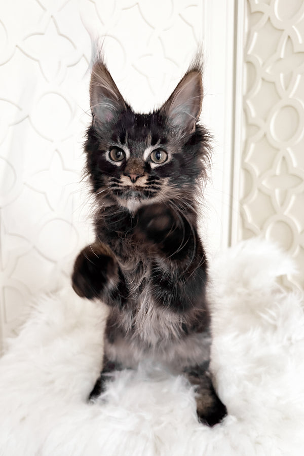 Tenebris | Maine Coon Kitten