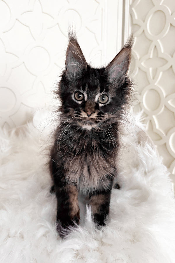 Tenebris | Maine Coon Kitten