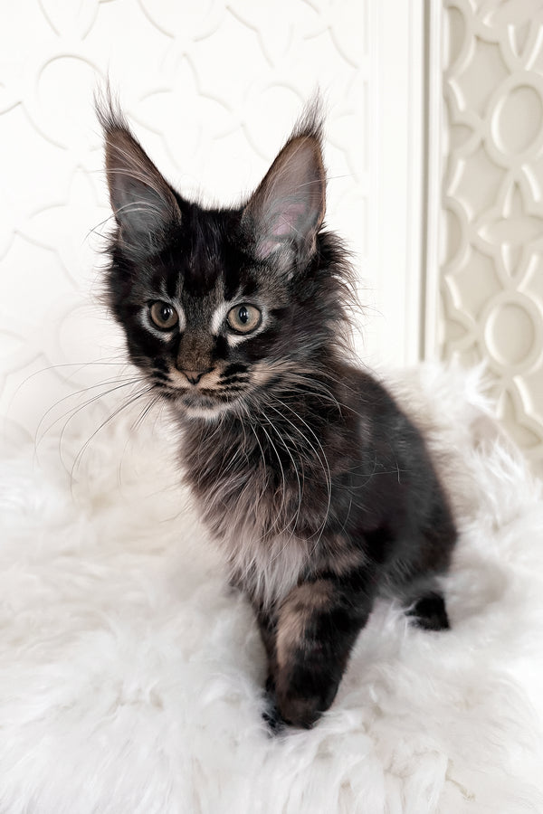 Tenebris | Maine Coon Kitten