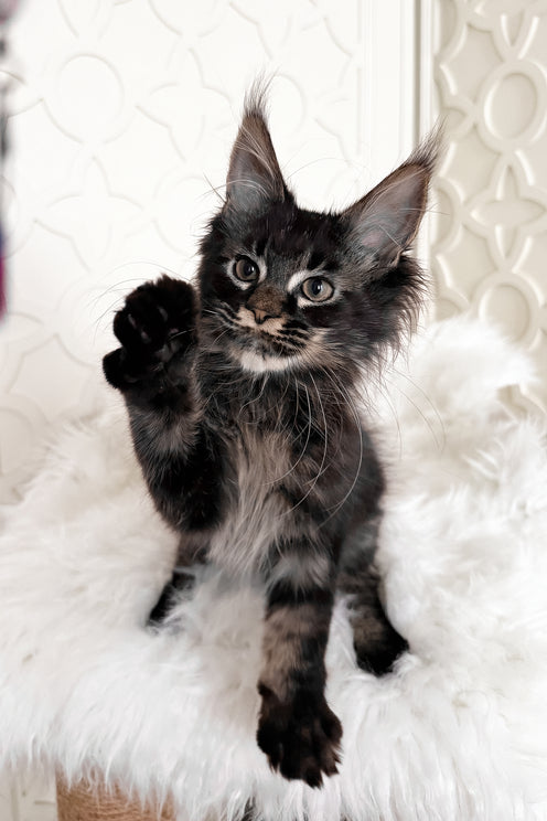 Tenebris | Maine Coon Kitten