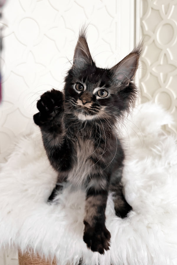 Tenebris | Maine Coon Kitten