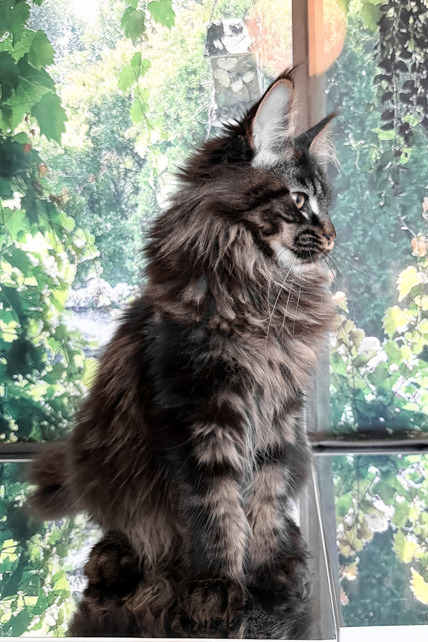Tenebris | Maine Coon Kitten