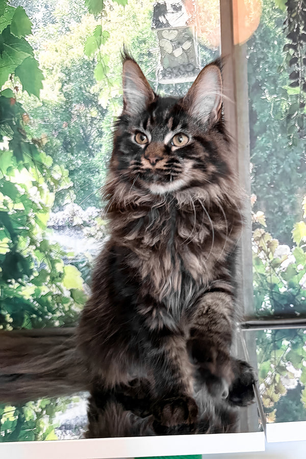 Tenebris | Maine Coon Kitten