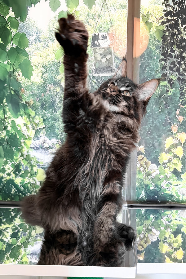 Tenebris | Maine Coon Kitten