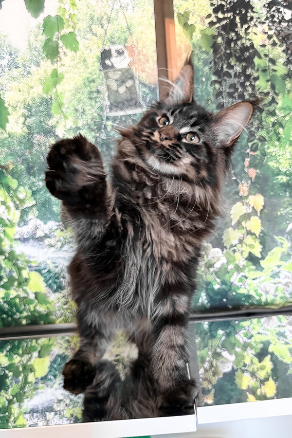 Tenebris | Maine Coon Kitten