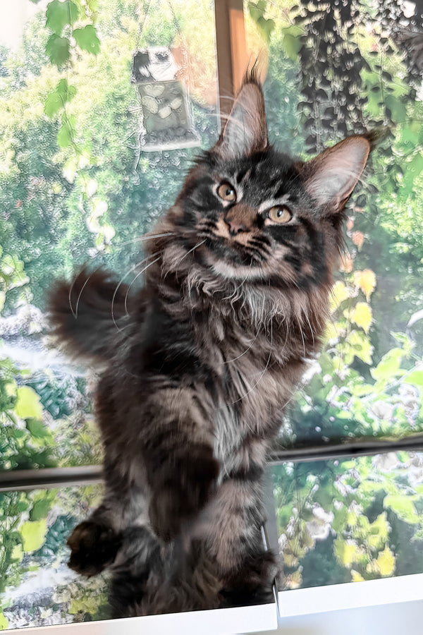 Tenebris | Maine Coon Kitten