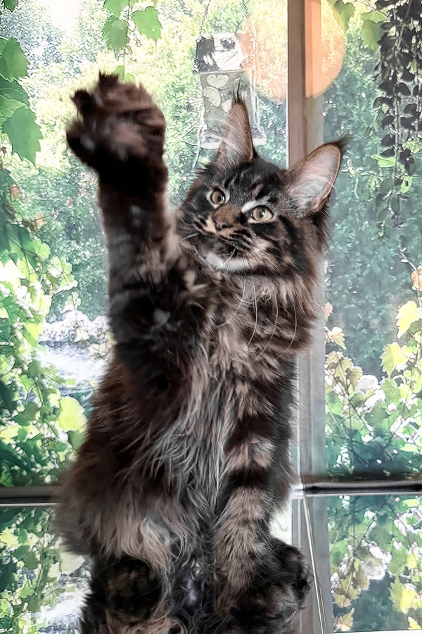 Tenebris | Maine Coon Kitten