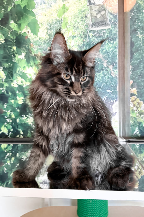 Tenebris | Maine Coon Kitten