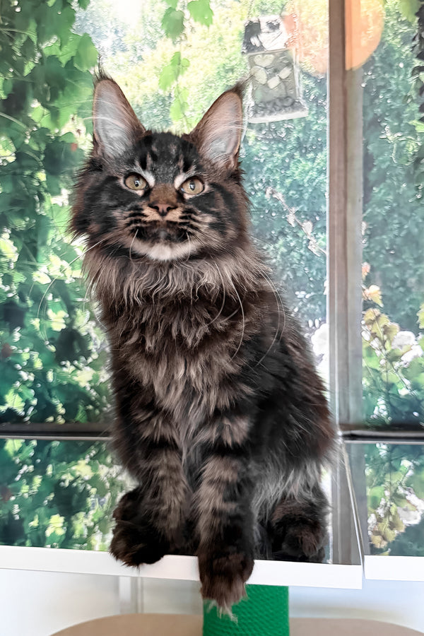Tenebris | Maine Coon Kitten