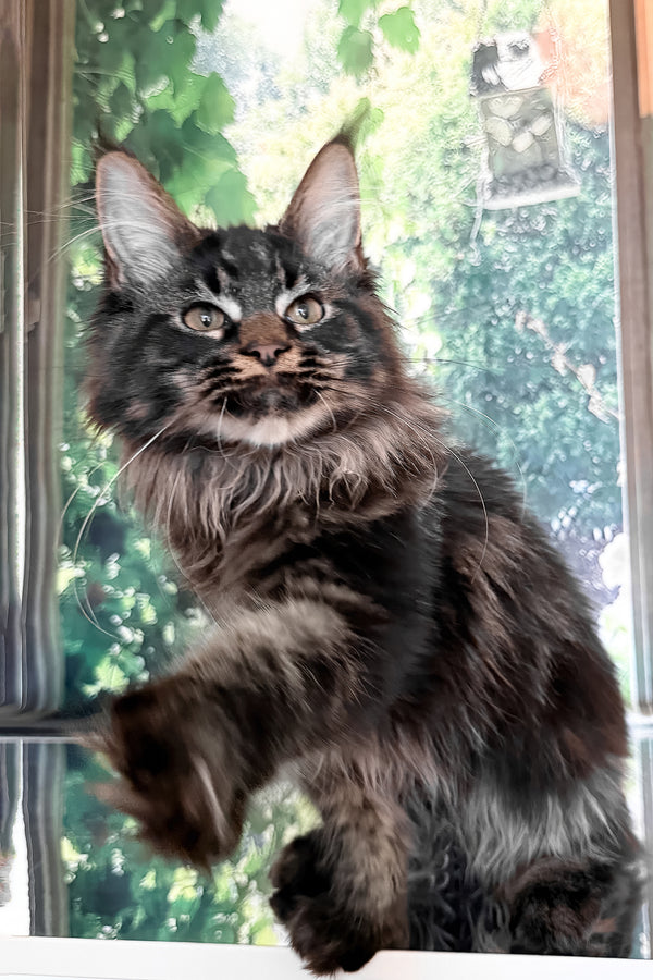 Tenebris | Maine Coon Kitten