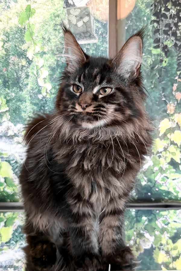 Tenebris | Maine Coon Kitten