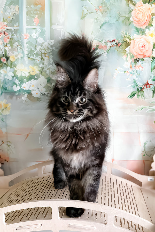Tenebris | Maine Coon Kitten