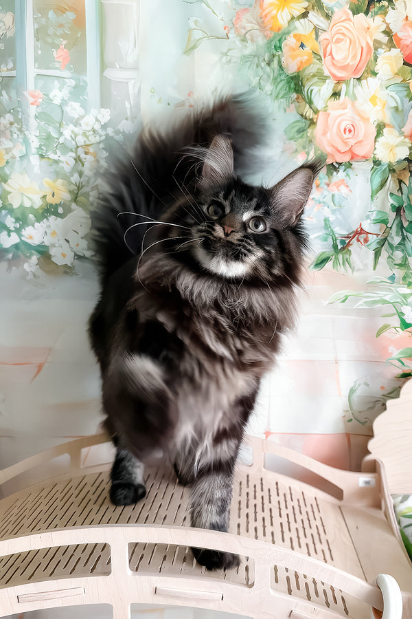 Tenebris | Maine Coon Kitten