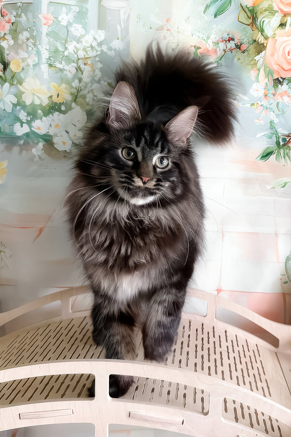 Tenebris | Maine Coon Kitten