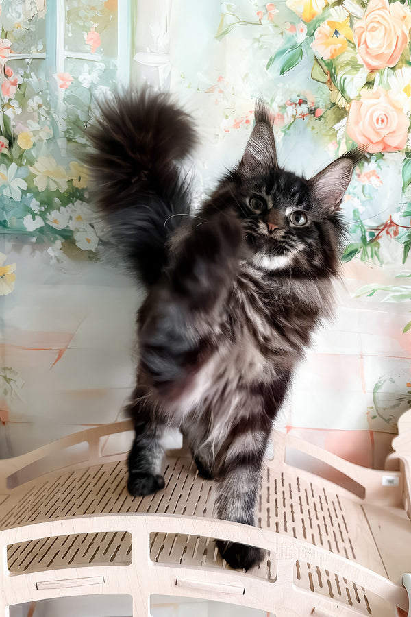 Tenebris | Maine Coon Kitten