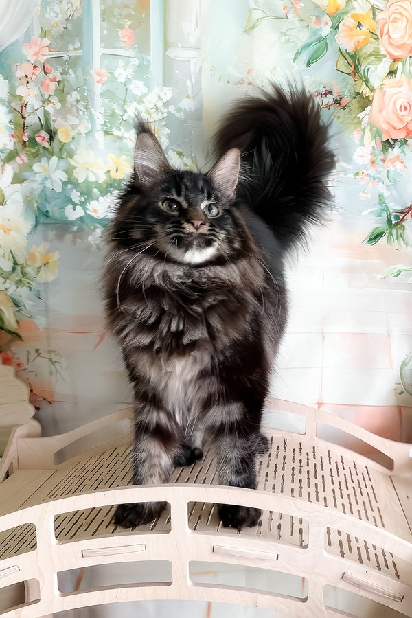 Tenebris | Maine Coon Kitten