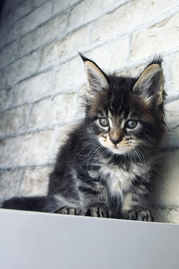 Teo | Maine Coon Kitten