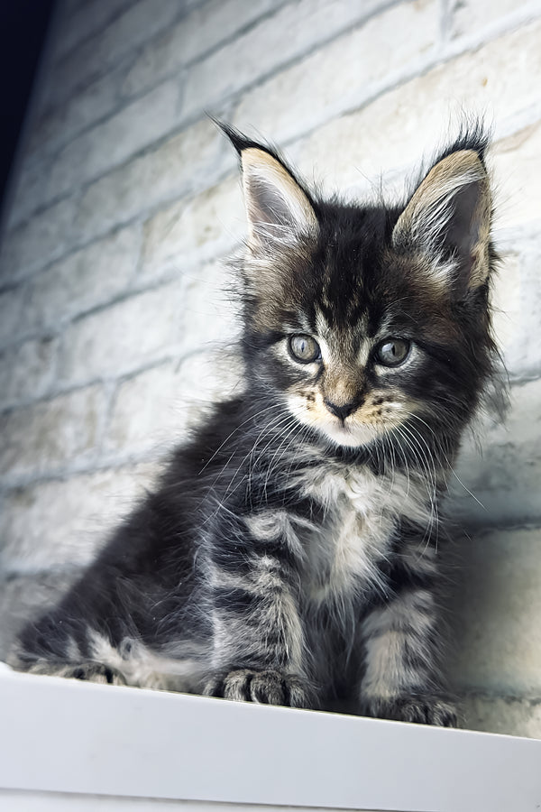 Teo | Maine Coon Kitten