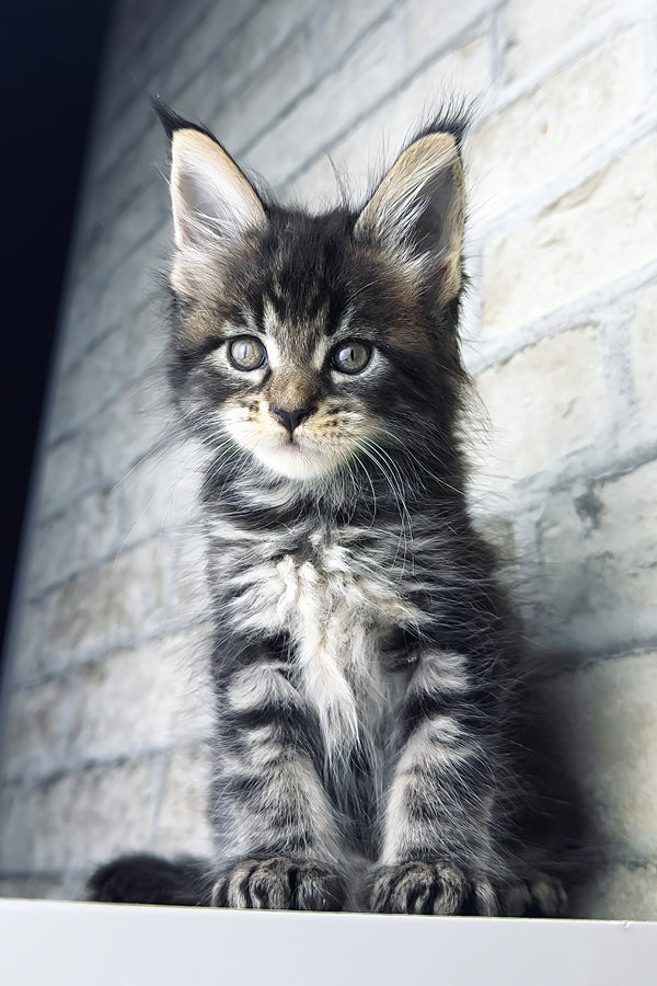 Teo | Maine Coon Kitten