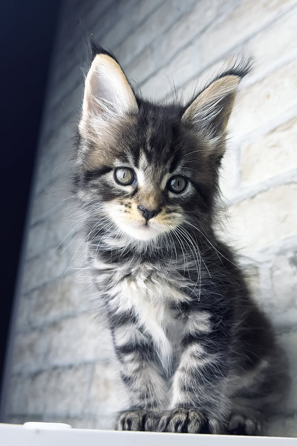 Teo | Maine Coon Kitten