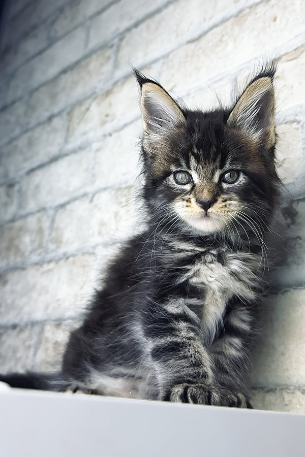 Teo | Maine Coon Kitten