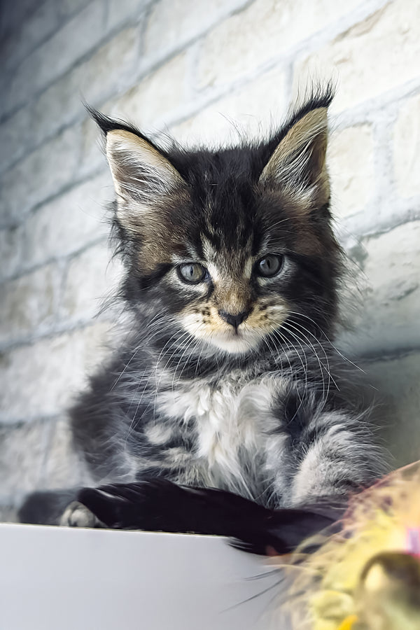 Teo | Maine Coon Kitten