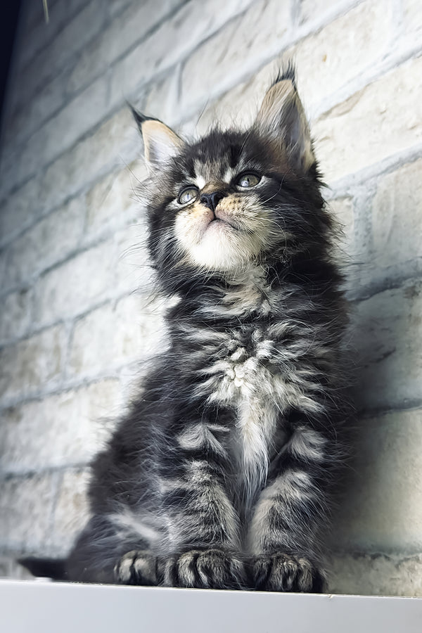 Teo | Maine Coon Kitten