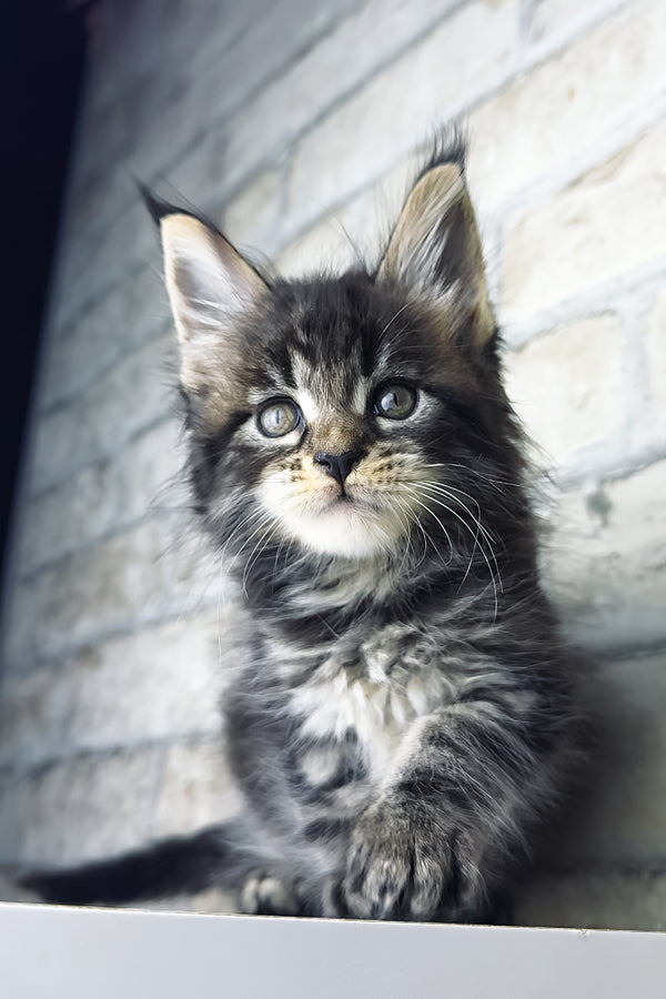 Teo | Maine Coon Kitten