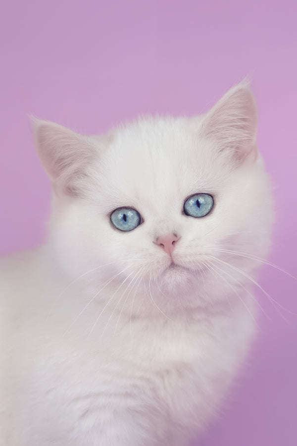 Teodor | British Shorthair Kitten