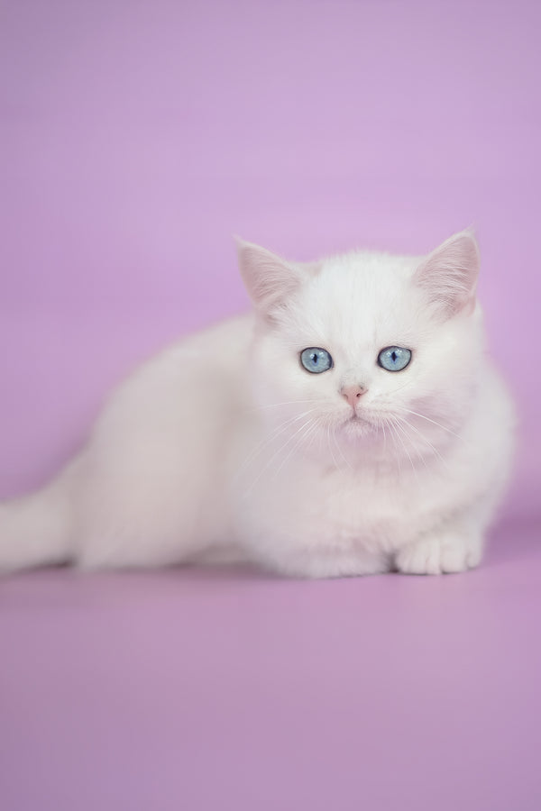Teodor | British Shorthair Kitten