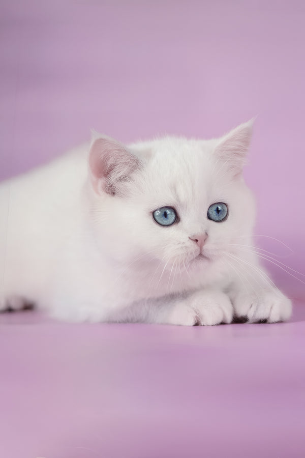 Teodor | British Shorthair Kitten