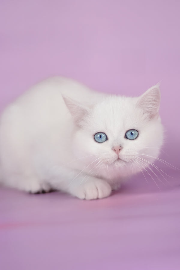 Teodor | British Shorthair Kitten