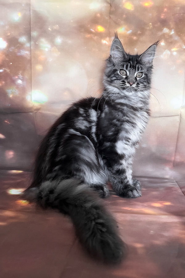 Thalia | Maine Coon Kitten