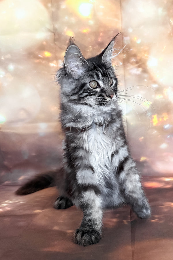 Thalia | Maine Coon Kitten