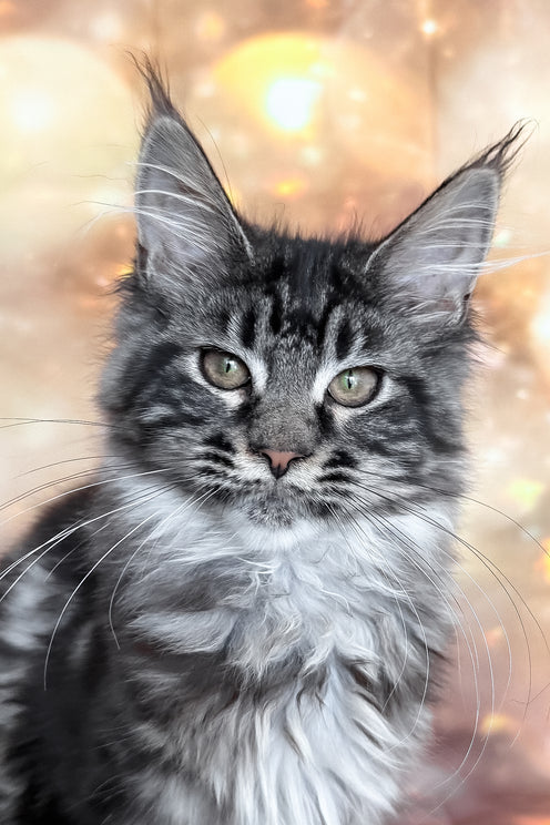 Thalia | Maine Coon Kitten