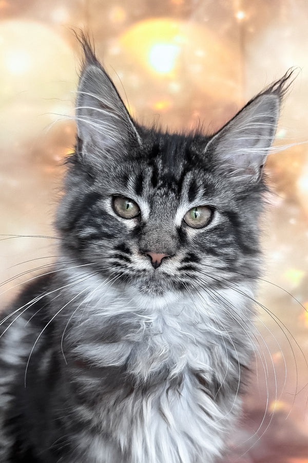 Thalia | Maine Coon Kitten