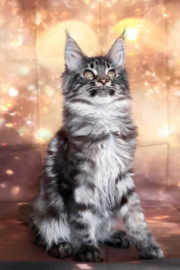 Thalia | Maine Coon Kitten