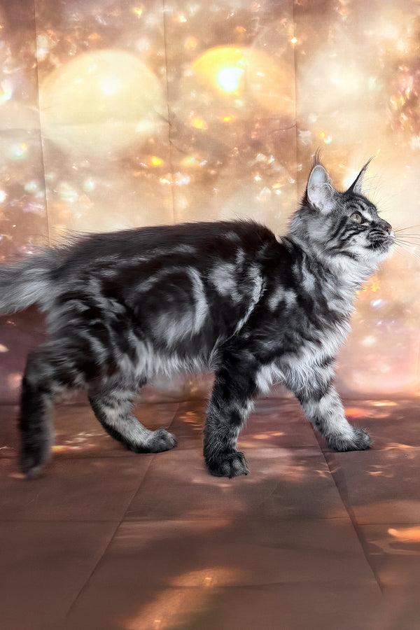 Thalia | Maine Coon Kitten