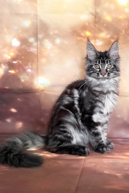Thalia | Maine Coon Kitten