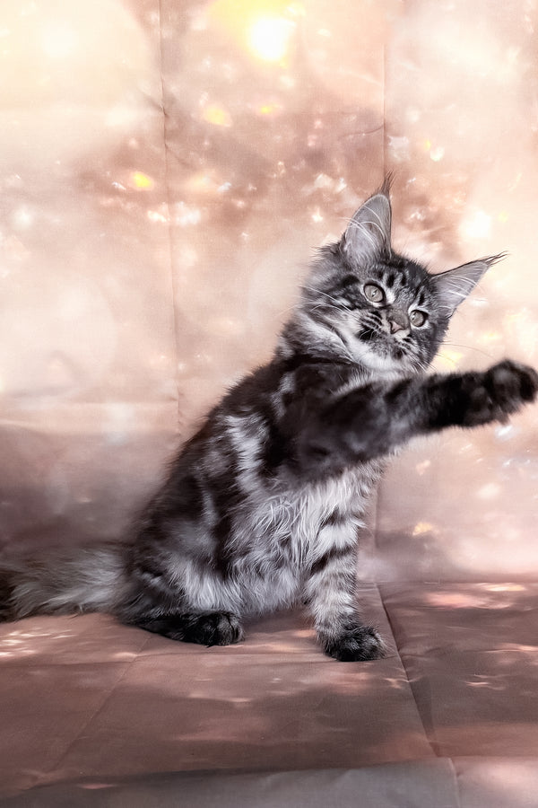 Thalia | Maine Coon Kitten