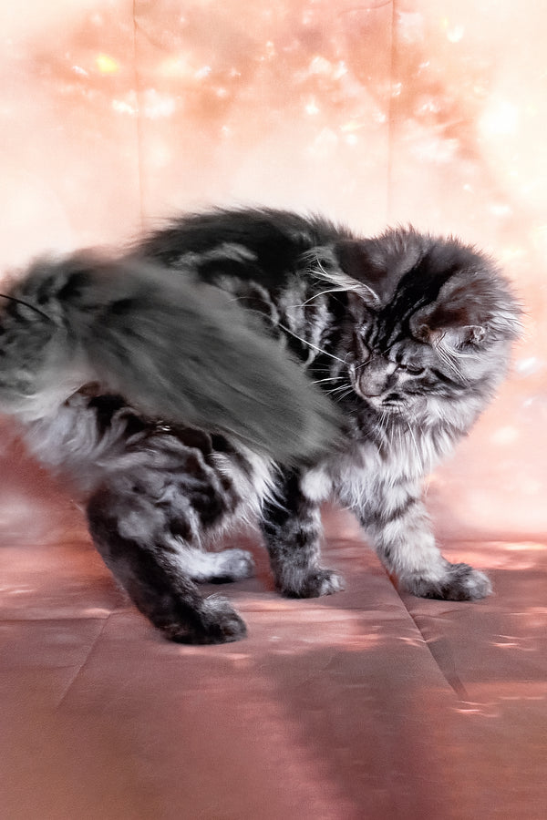 Thalia | Maine Coon Kitten